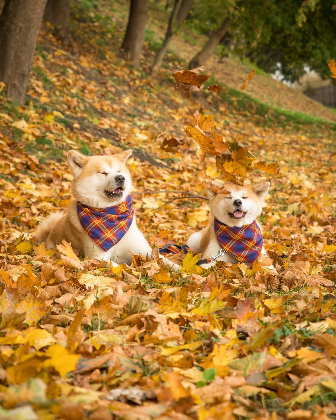 15 Cool Facts About Akita Inus 11