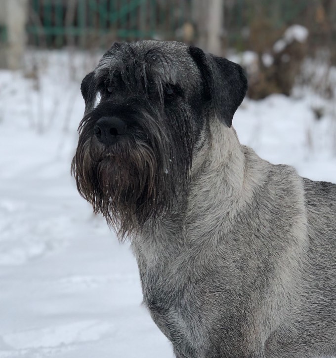 15 Interesting Facts About Schnauzers 11
