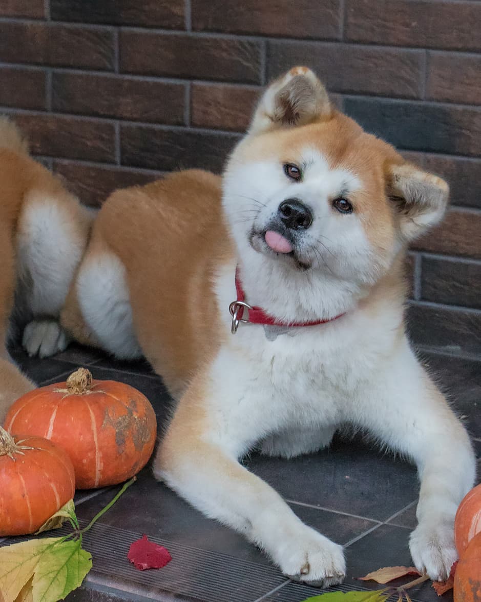 15 Cool Facts About Akita Inus 9