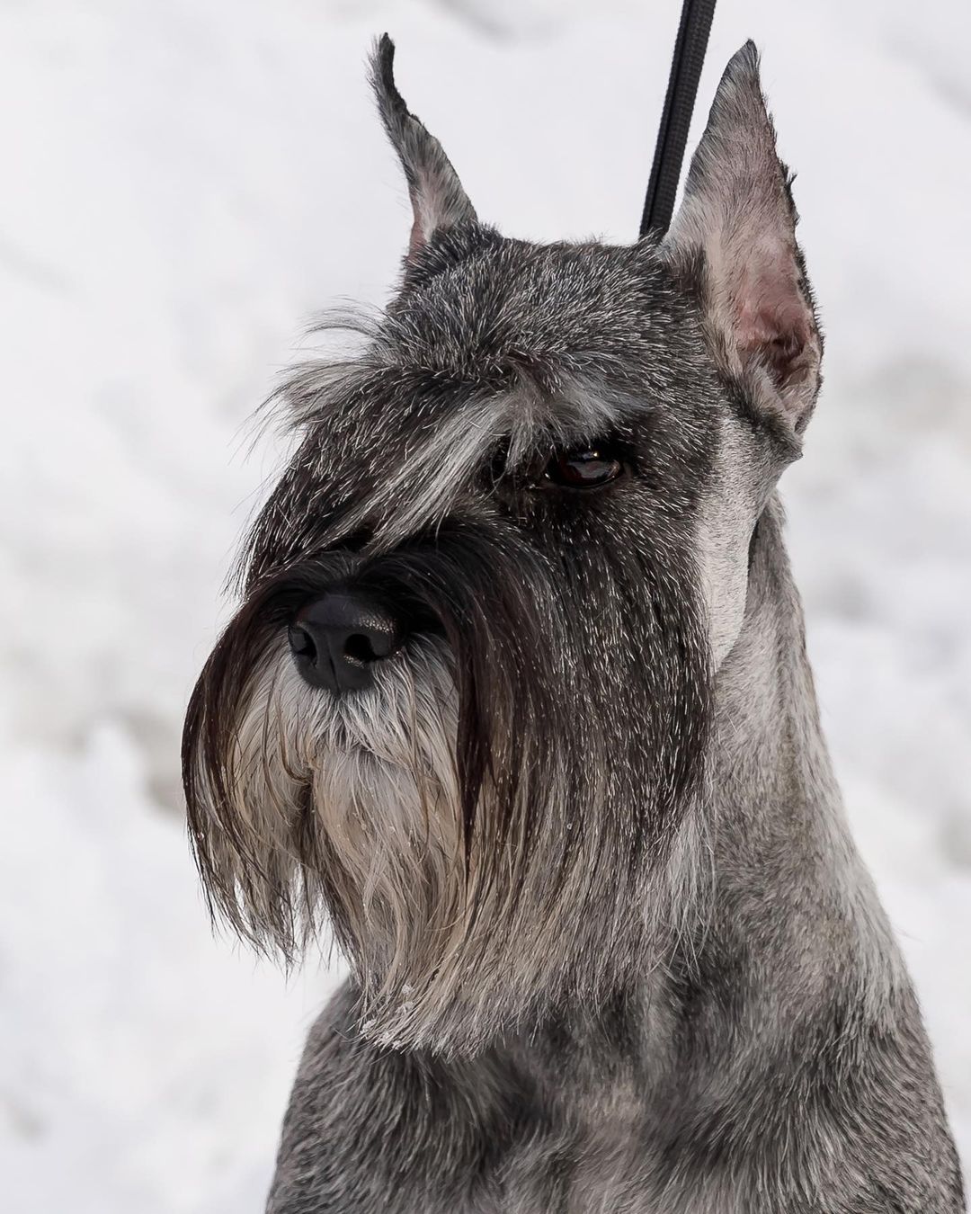 15 Interesting Facts About Schnauzers 9