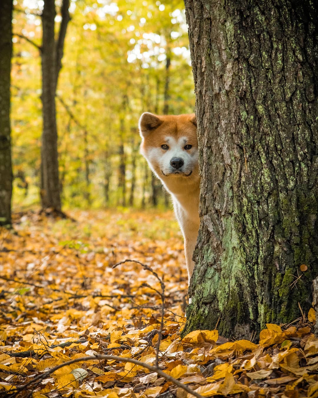 15 Cool Facts About Akita Inus 10