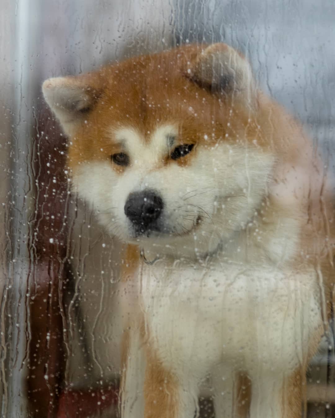 15 Interesting Facts About Akita Inus 9