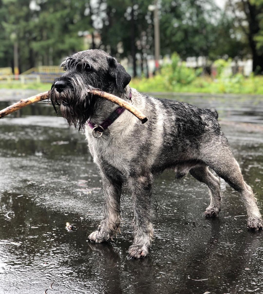 15 Amazing Facts About Schnauzers You Probably Never Knew 9