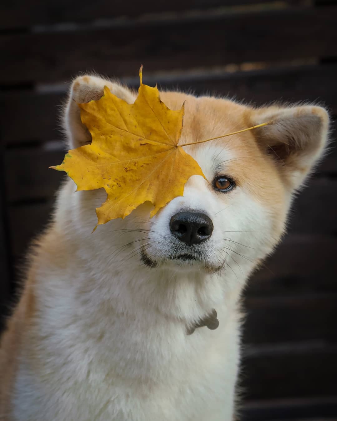 15 Cool Facts About Akita Inus 9