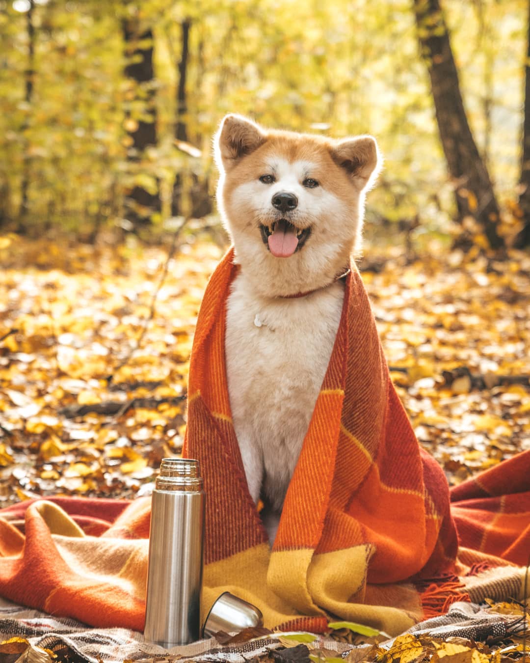 15 Cool Facts About Akita Inus 10