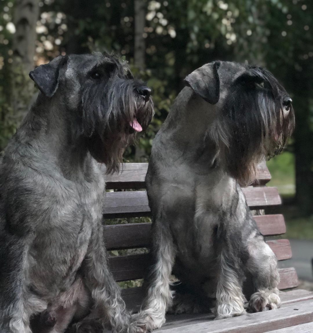 15 Interesting Facts About Schnauzers 10