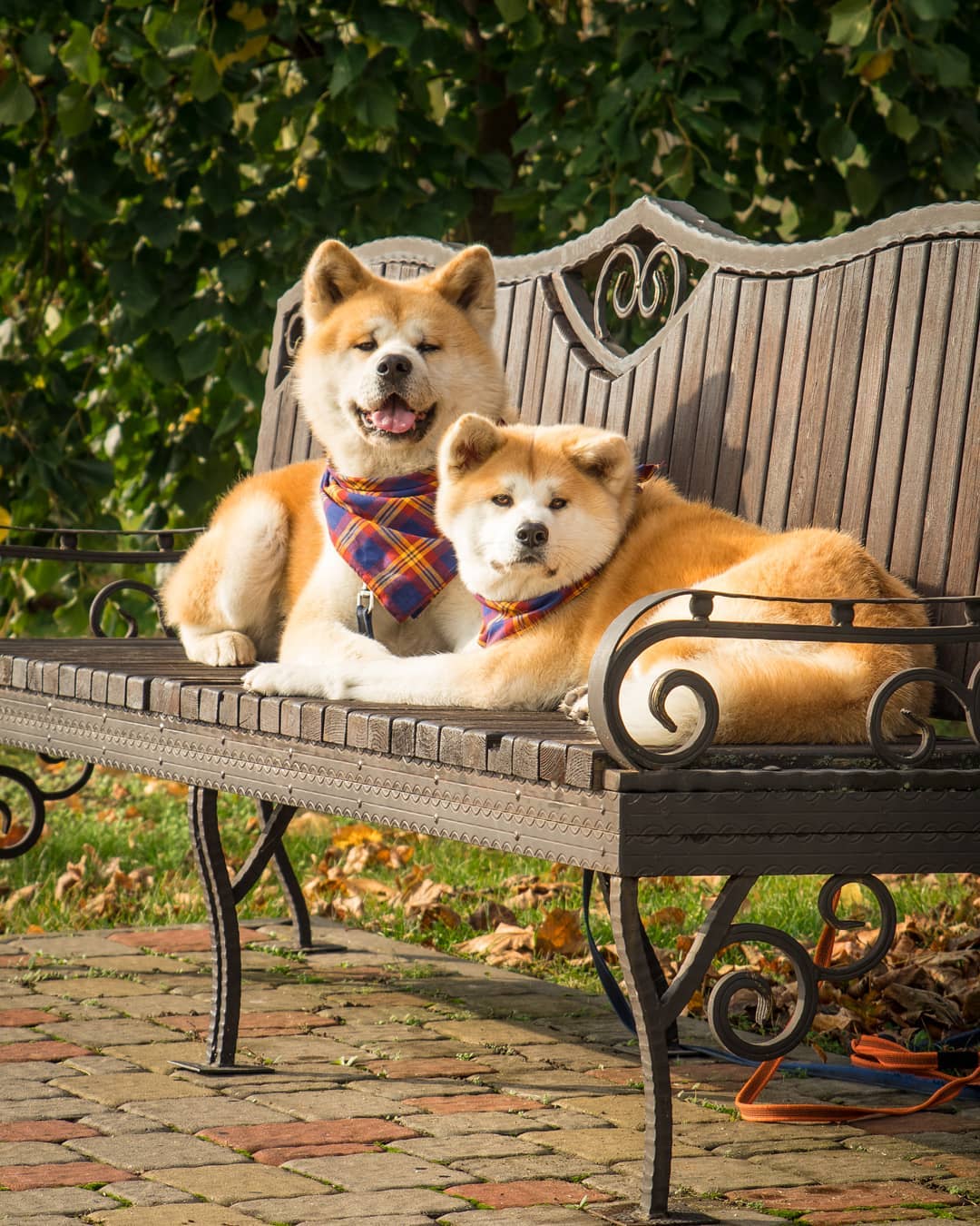 15 Cool Facts About Akita Inus 9