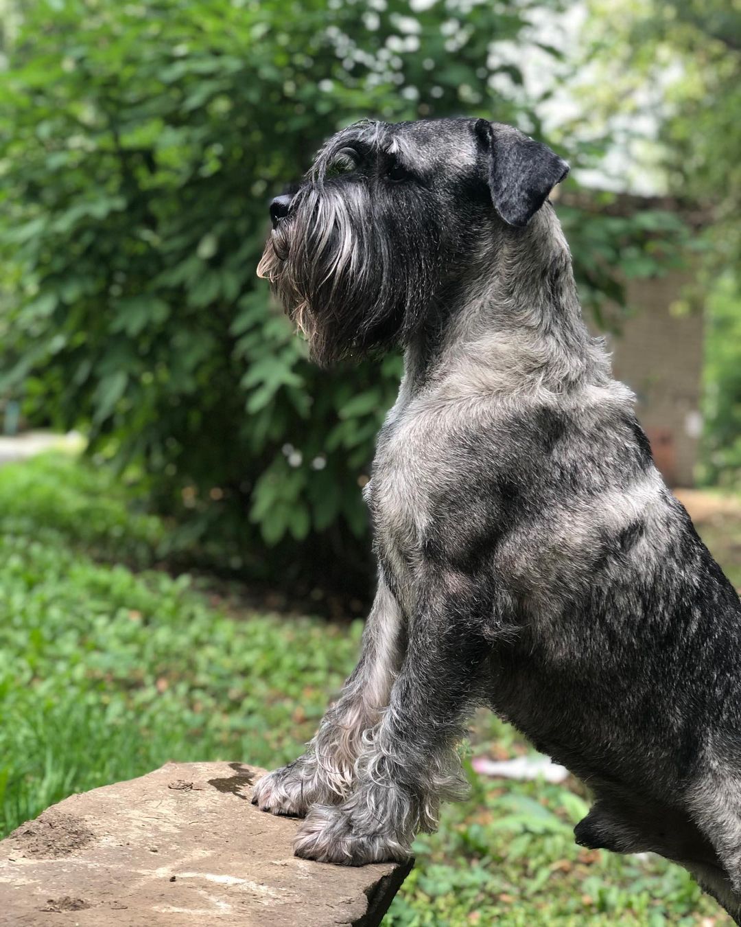 15 Interesting Facts About Schnauzers 9