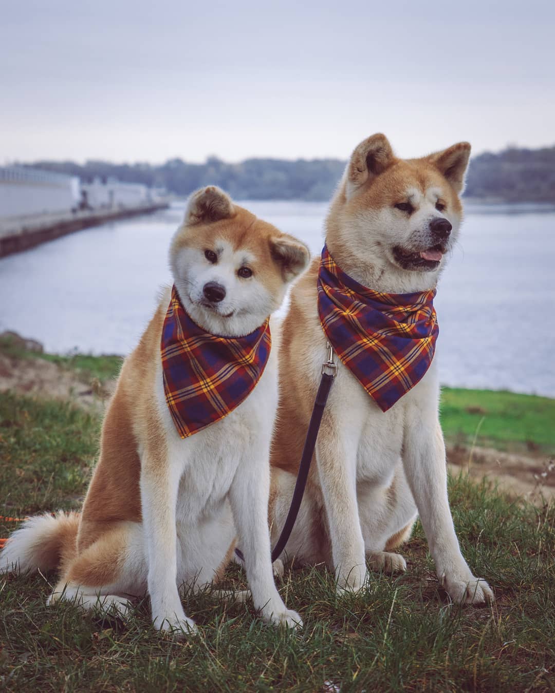 15 Cool Facts About Akita Inus 10