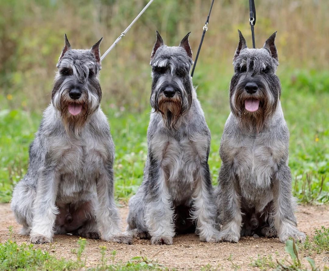15 Interesting Facts About Schnauzers 10