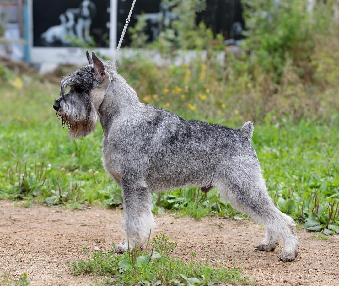 15 Interesting Facts About Schnauzers 11