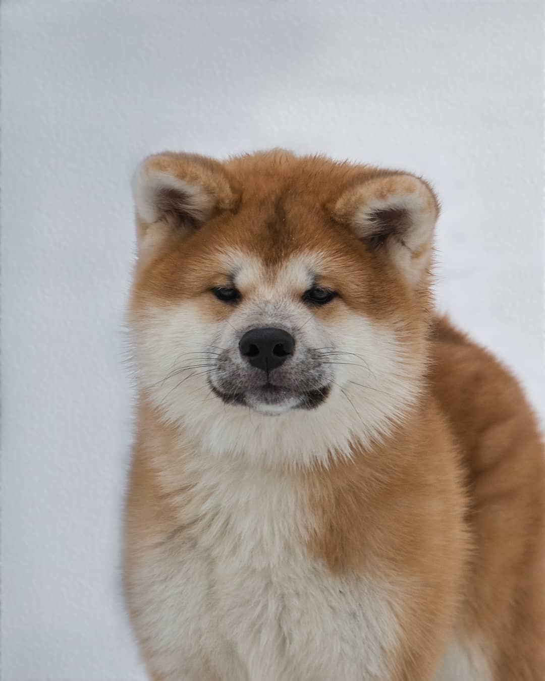 15 Interesting Facts About Akita Inus 10