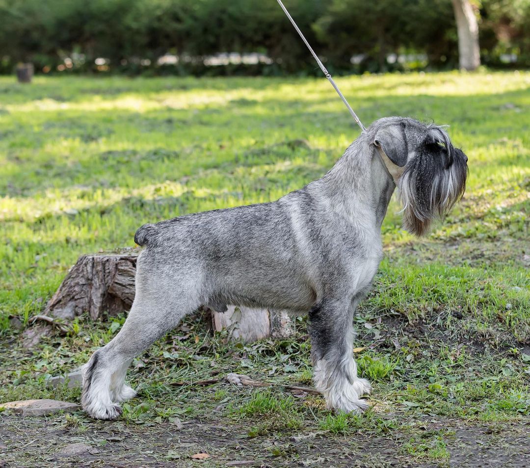 15 Amazing Facts About Schnauzers You Probably Never Knew 10