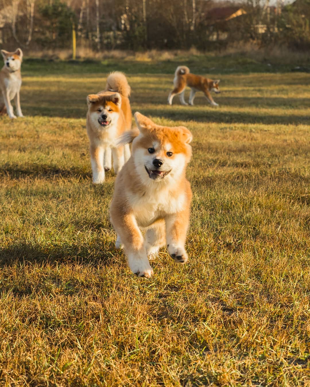 15 Interesting Facts About Akita Inus 11