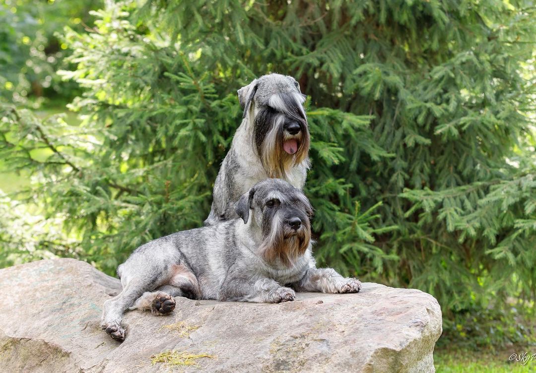 15 Amazing Facts About Schnauzers You Probably Never Knew 11