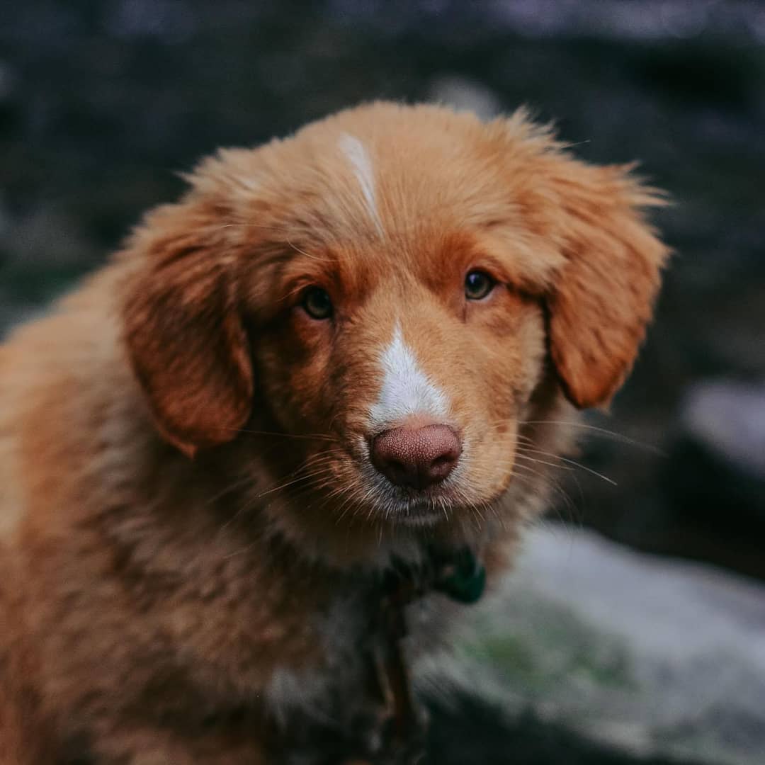 15 Amazing Facts About Nova Scotia Duck Tolling Retrievers You Probably Never Knew 11