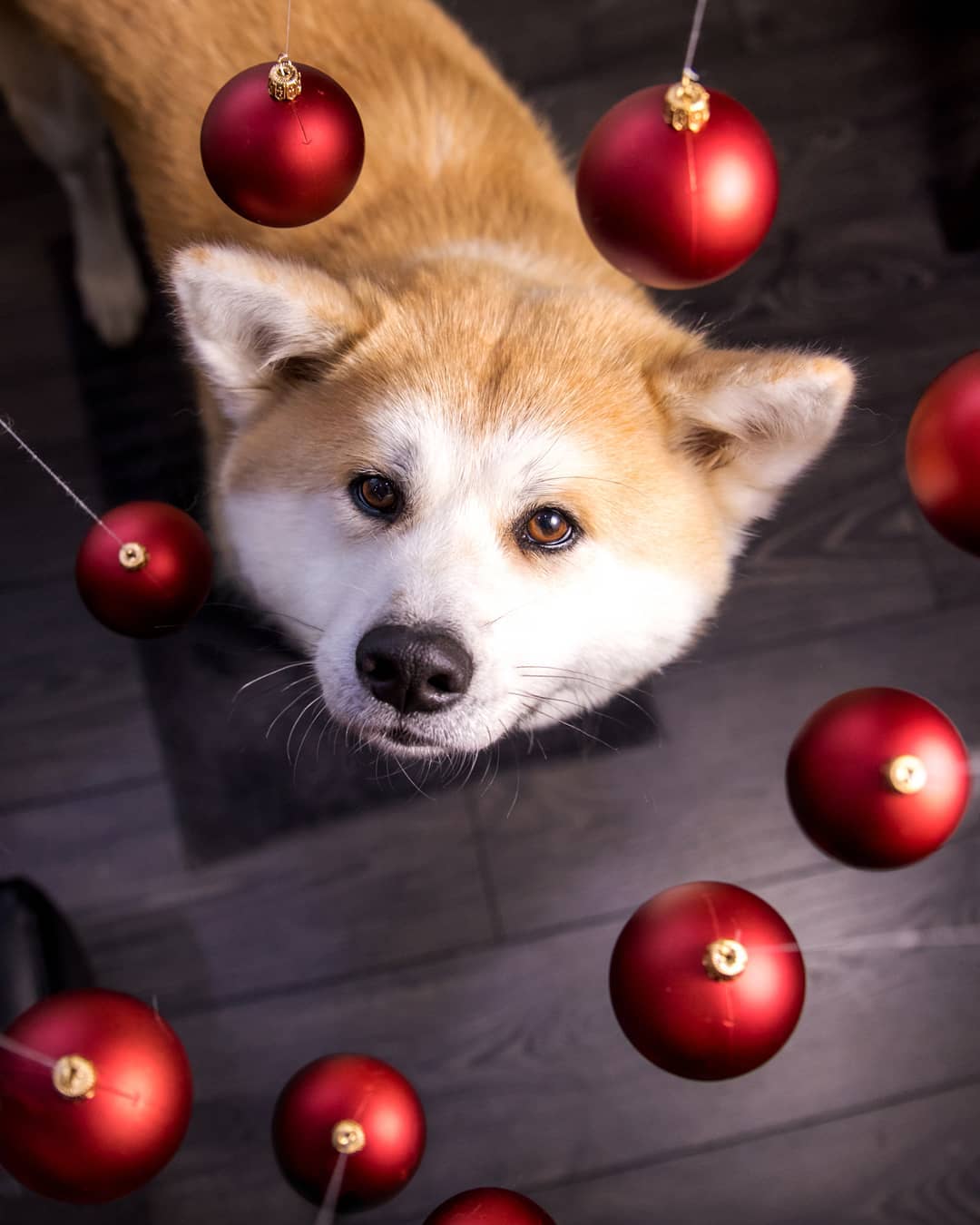 15 Interesting Facts About Akita Inus 10