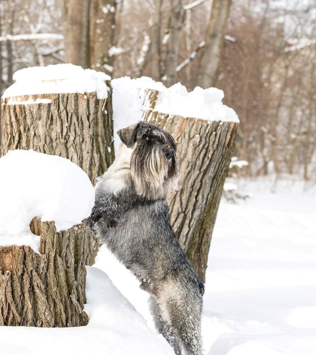 15 Amazing Facts About Schnauzers You Probably Never Knew 10
