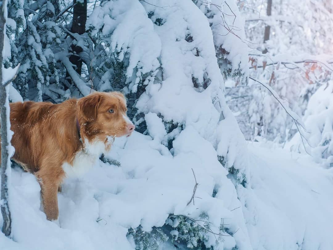 15 Amazing Facts About Nova Scotia Duck Tolling Retrievers You Probably Never Knew 10