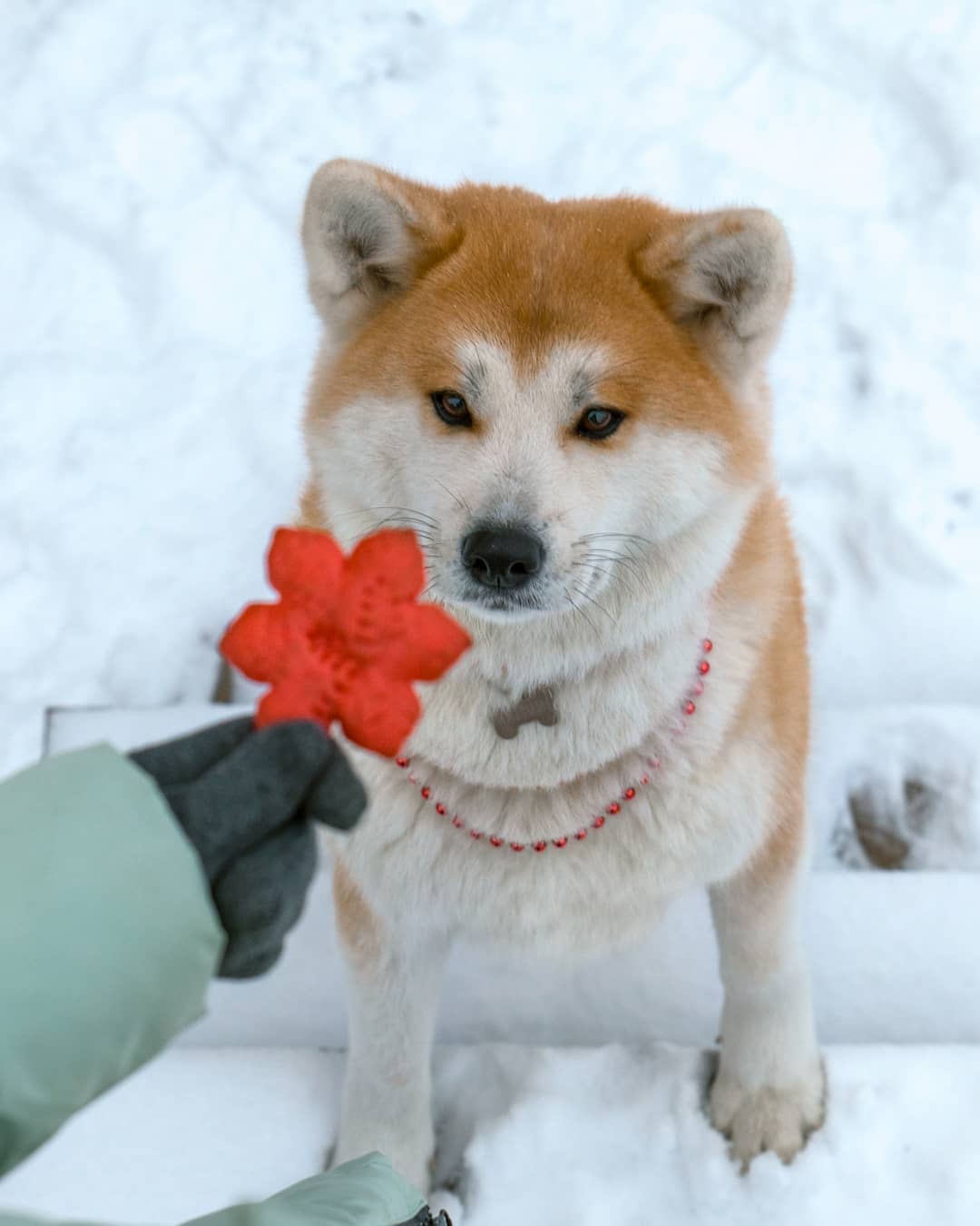 15 Interesting Facts About Akita Inus 11