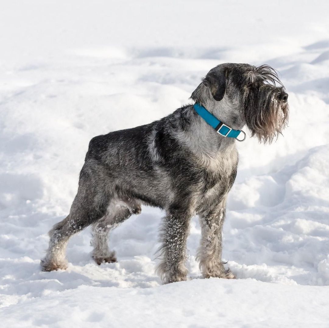 15 Amazing Facts About Schnauzers You Probably Never Knew 11