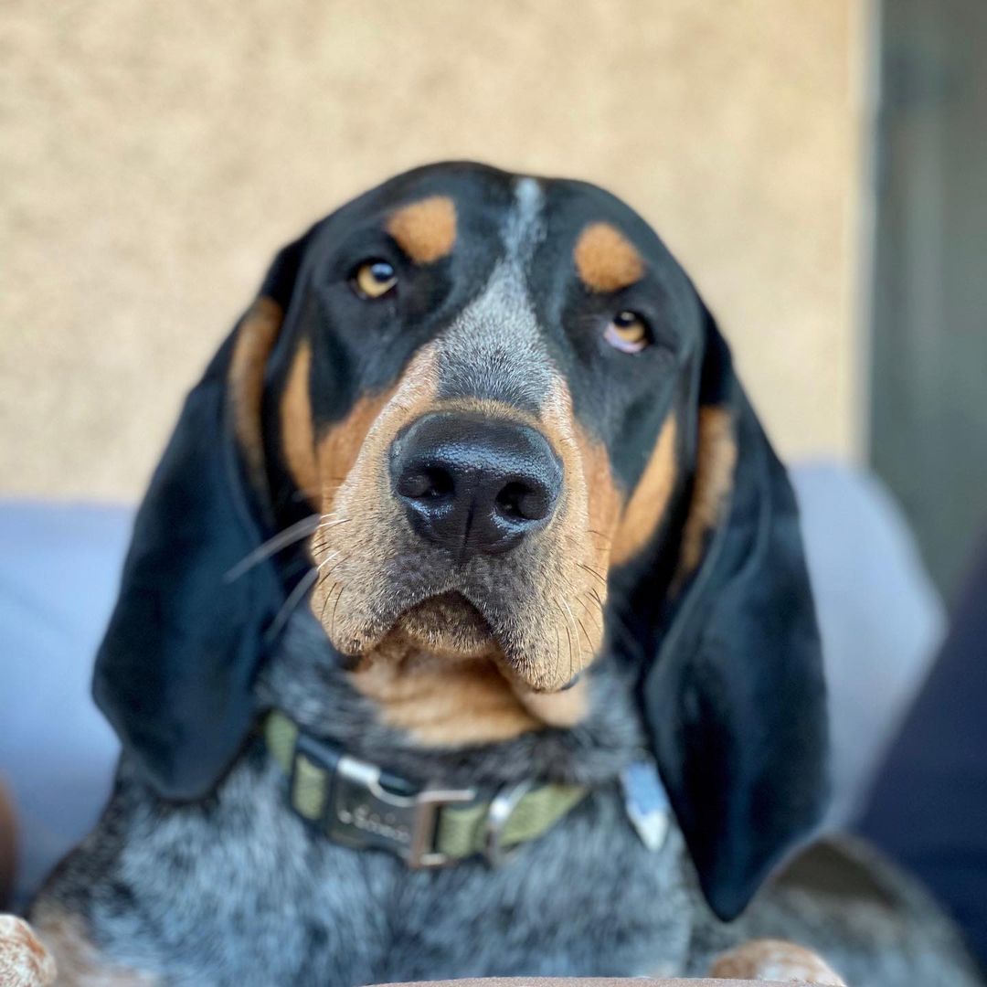 16 Cool Facts About Coonhounds 5