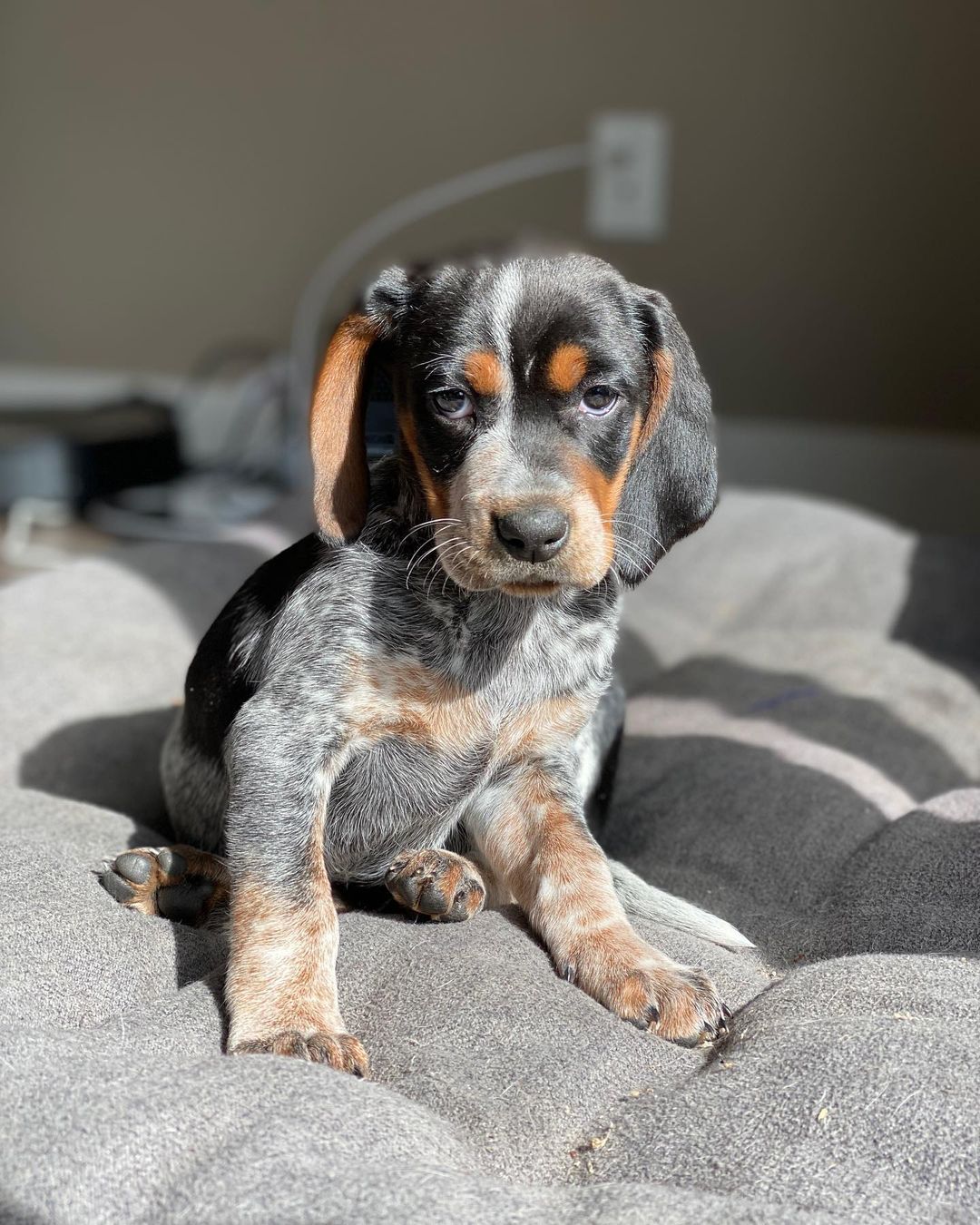 16 Cool Facts About Coonhounds 11