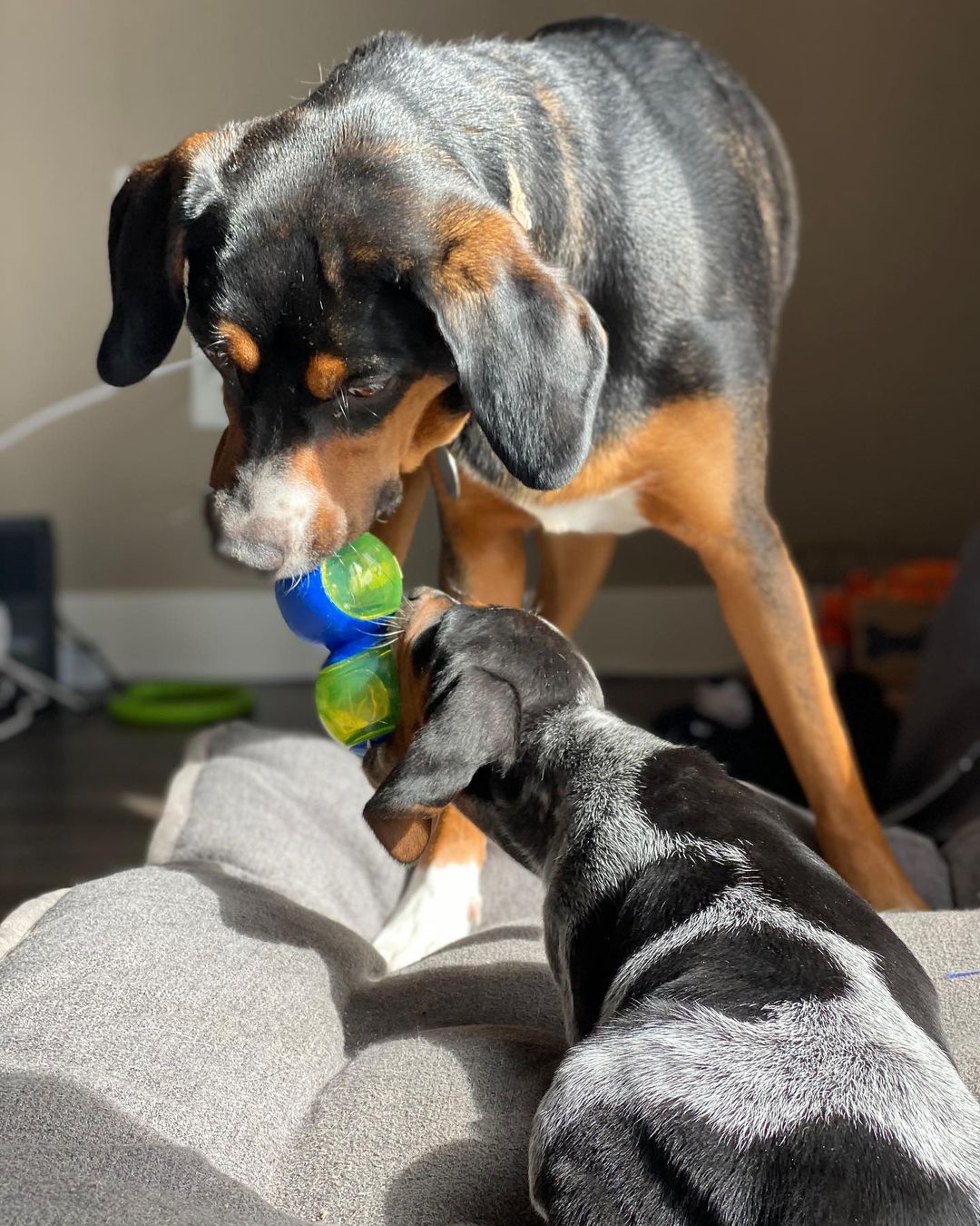 16 Cool Facts About Coonhounds 9