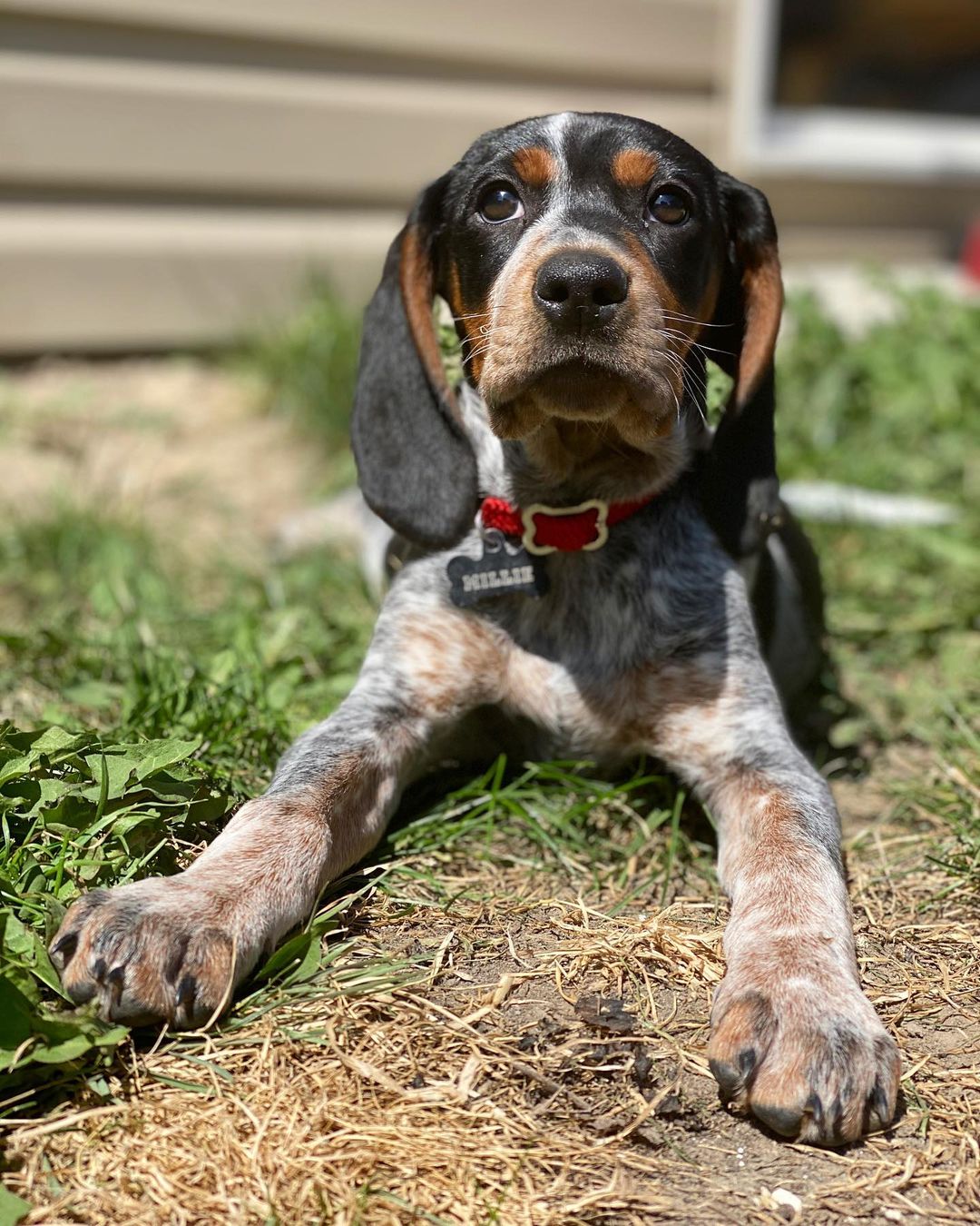 16 Cool Facts About Coonhounds 10