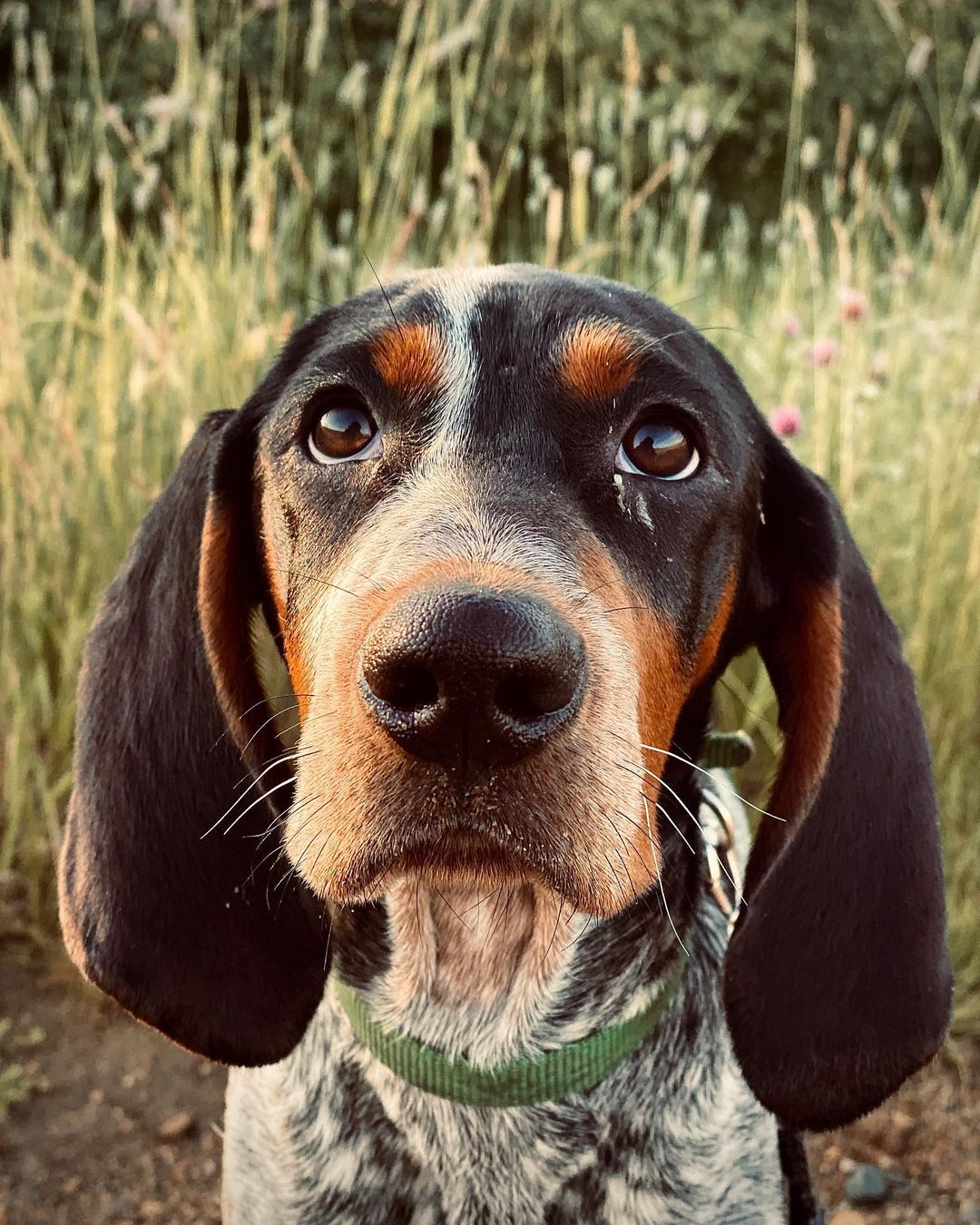 15 Amazing Facts About Coonhounds You Probably Never Knew 9