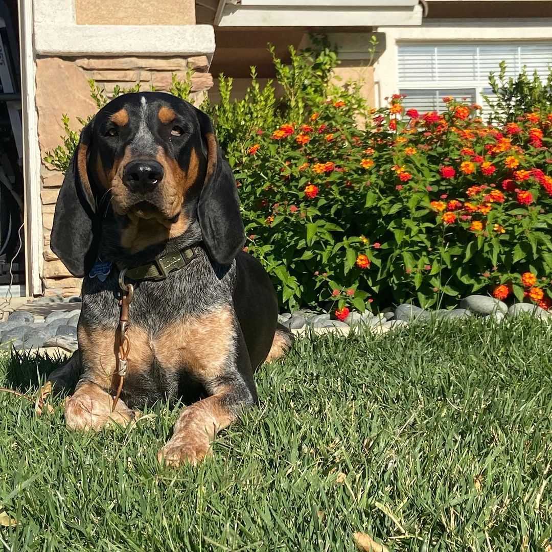 16 Cool Facts About Coonhounds 9 16 Cool Facts About Coonhounds 9