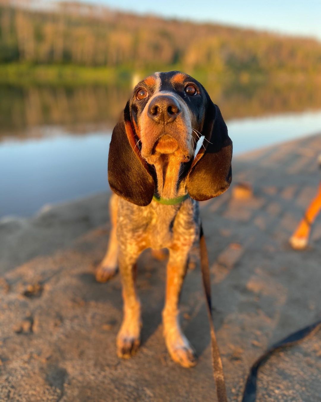 15 Amazing Facts About Coonhounds You Probably Never Knew 10