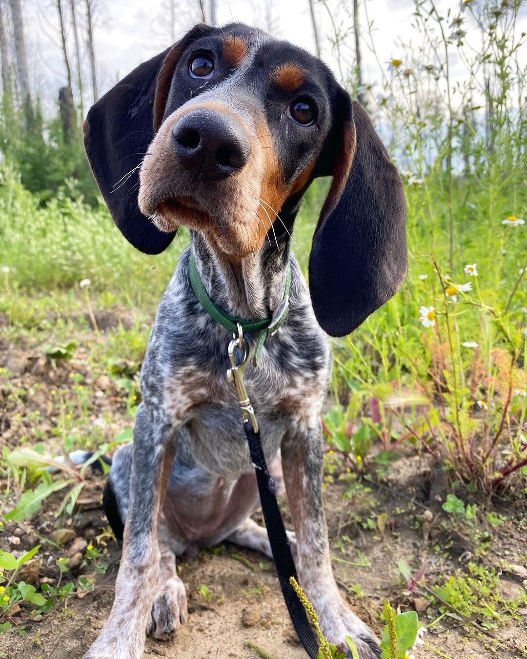15 Amazing Facts About Coonhounds You Probably Never Knew 11
