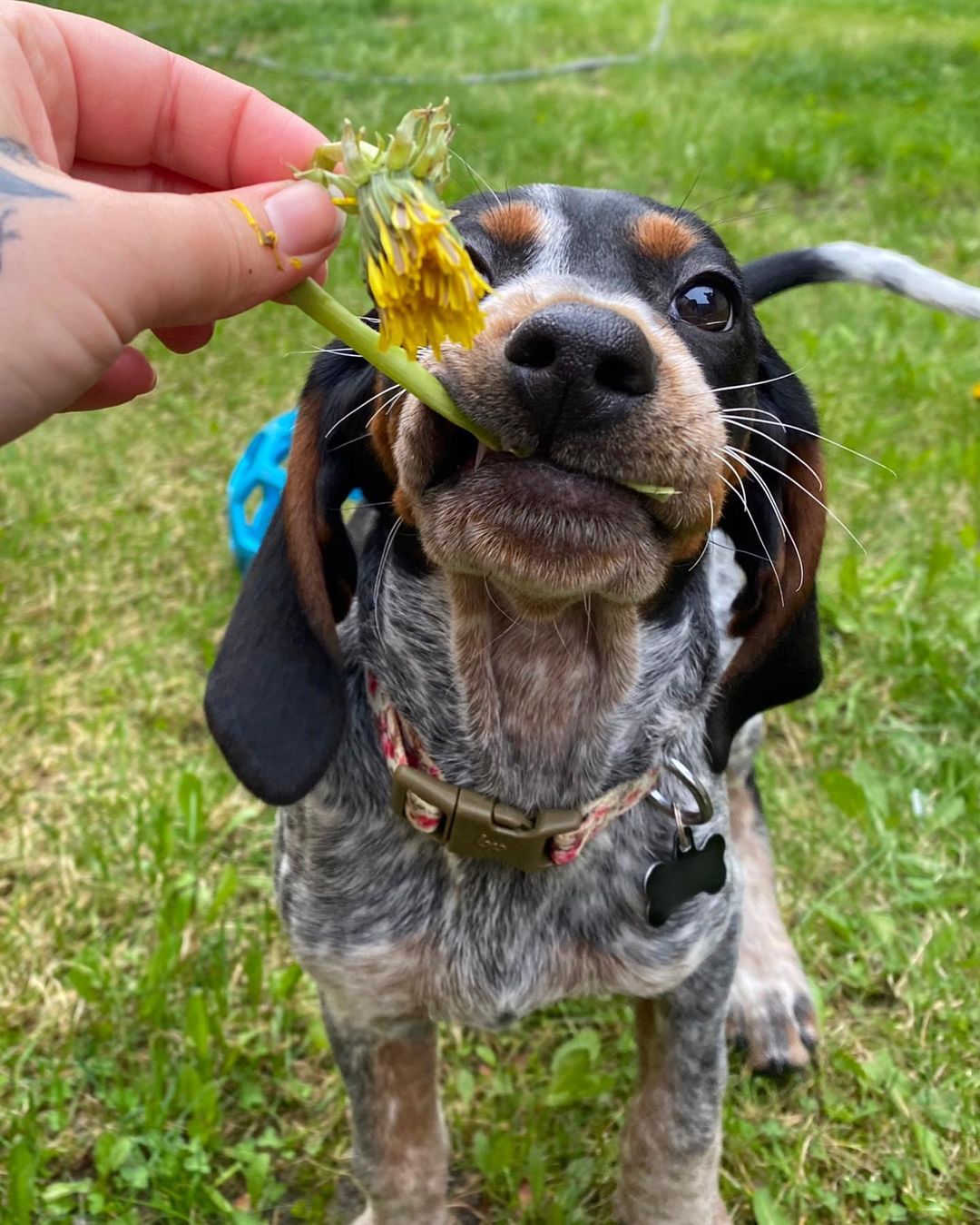 15 Amazing Facts About Coonhounds You Probably Never Knew 10