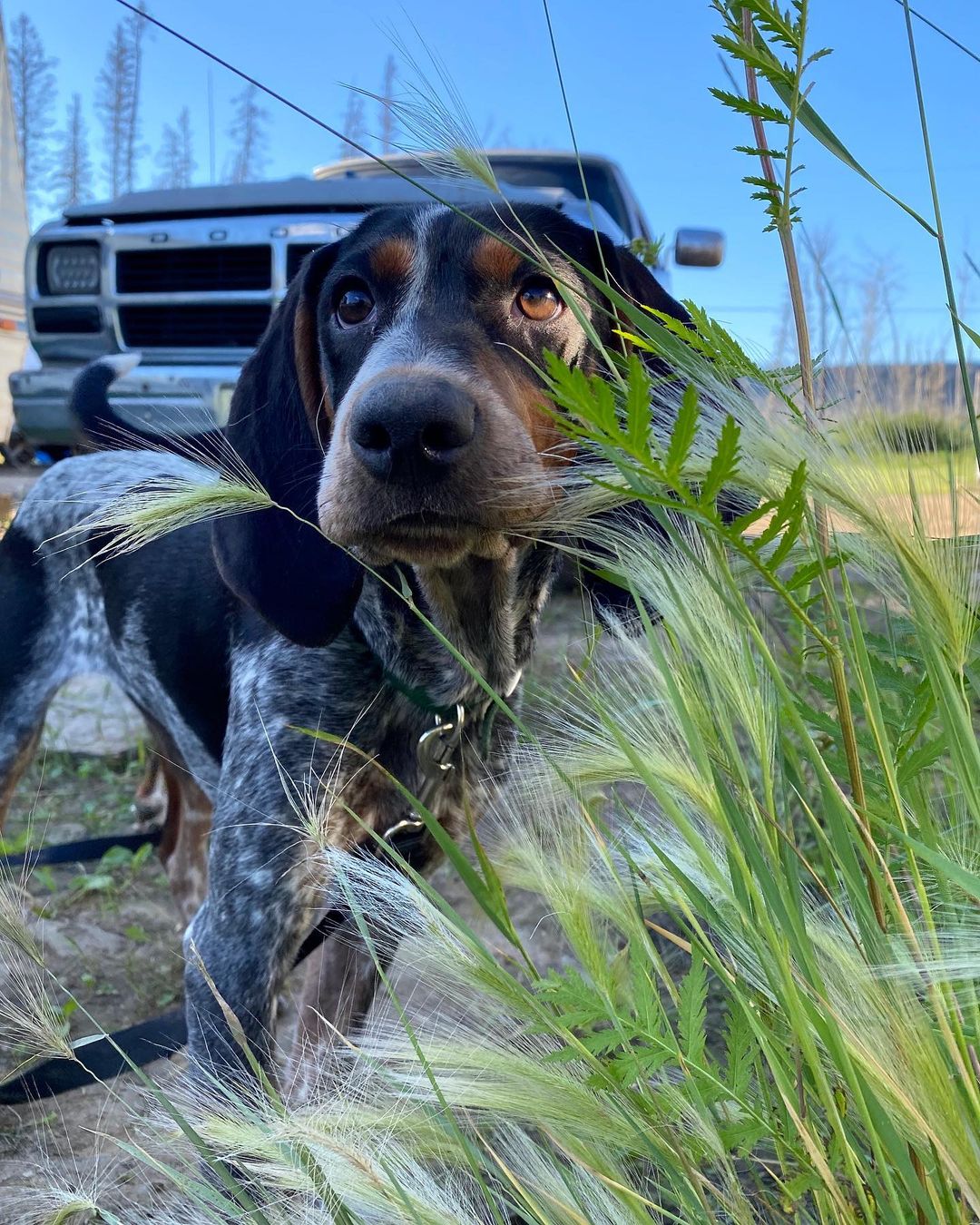 15 Amazing Facts About Coonhounds You Probably Never Knew 11