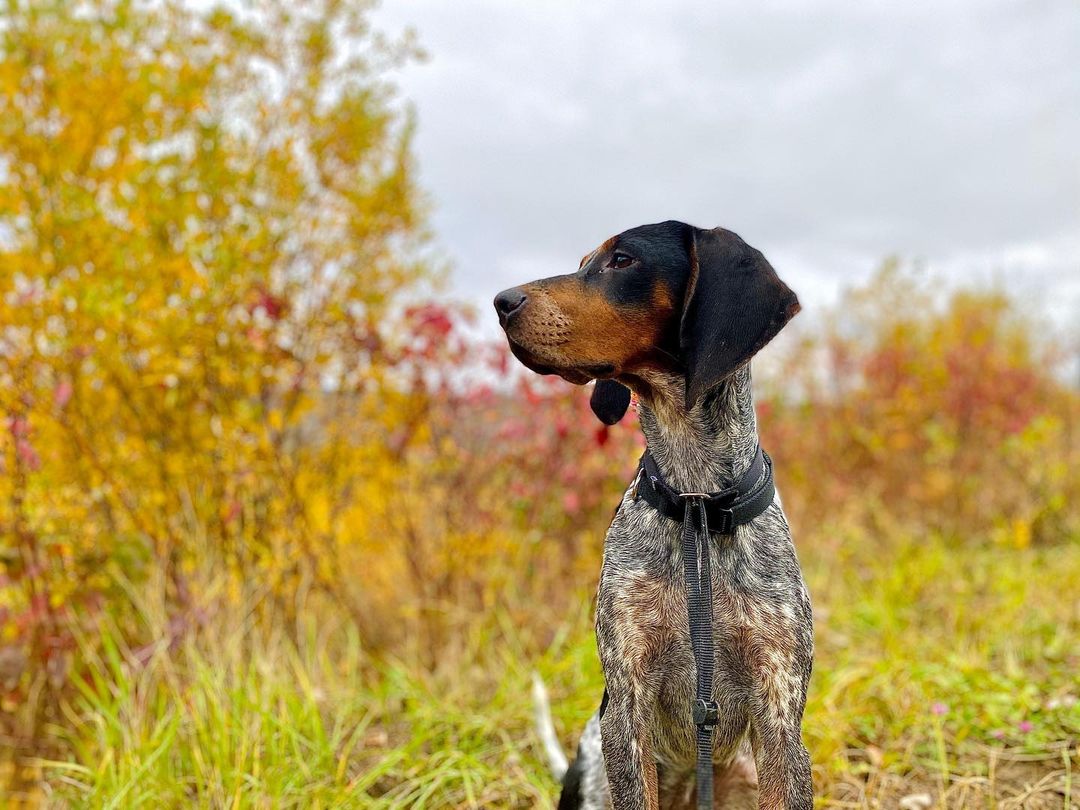15 Amazing Facts About Coonhounds You Probably Never Knew 10