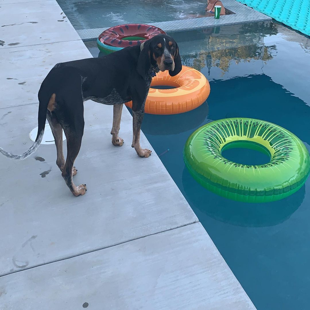 16 Cool Facts About Coonhounds 10 16 Cool Facts About Coonhounds 10