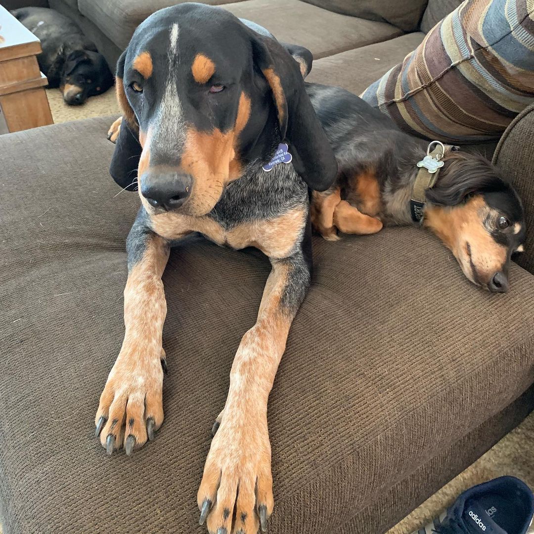 16 Interesting Facts About Coonhounds 11 16 Interesting Facts About Coonhounds 11