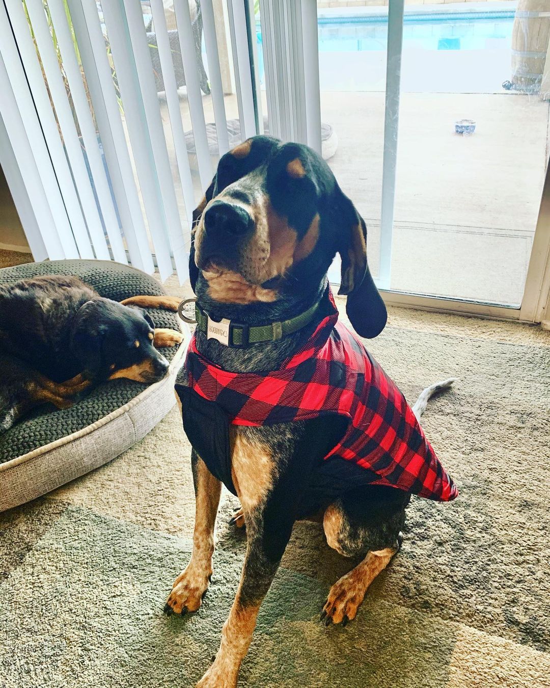 16 Interesting Facts About Coonhounds 9