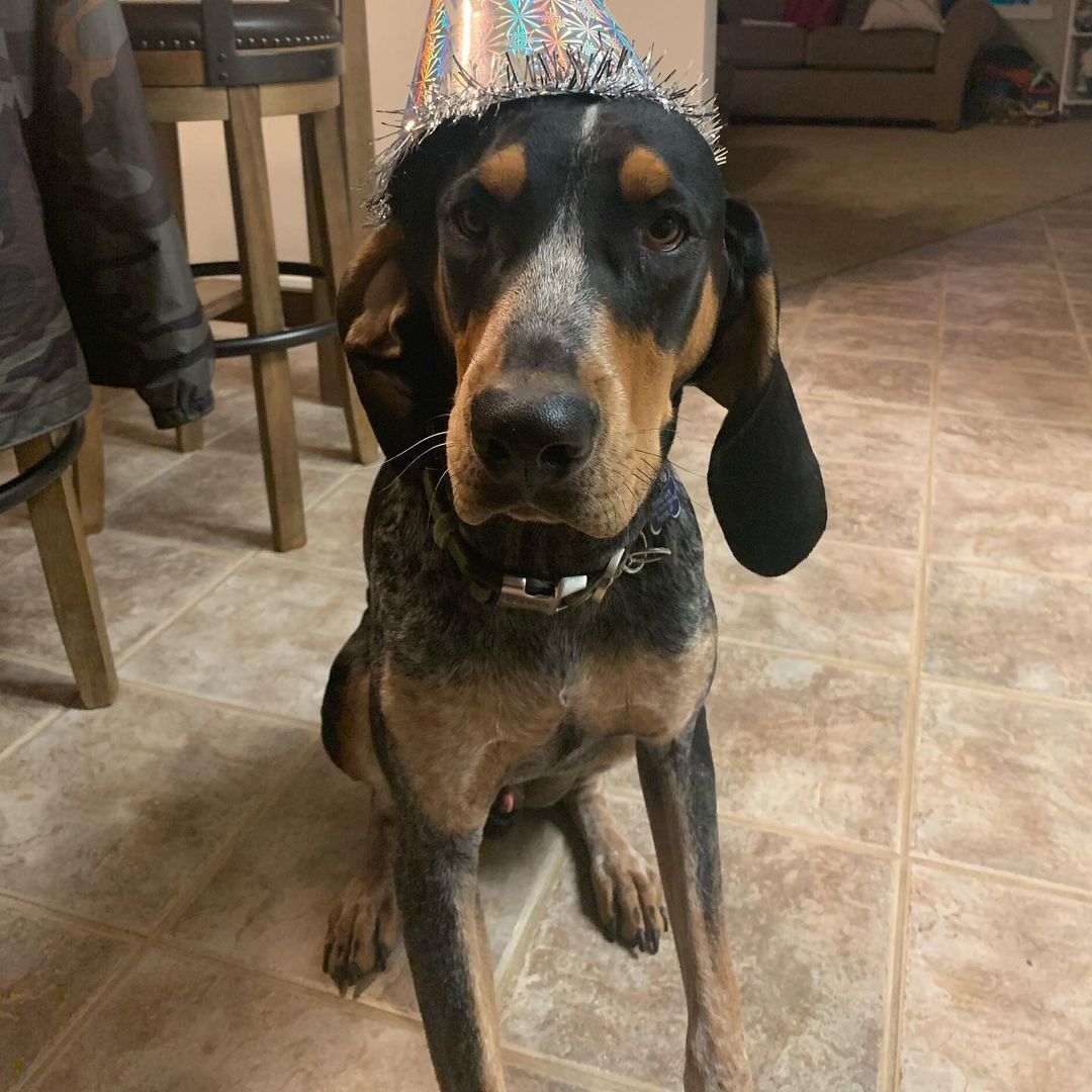 16 Interesting Facts About Coonhounds 10