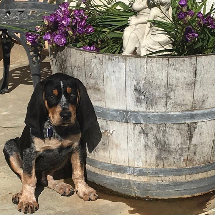 16 Interesting Facts About Coonhounds 9