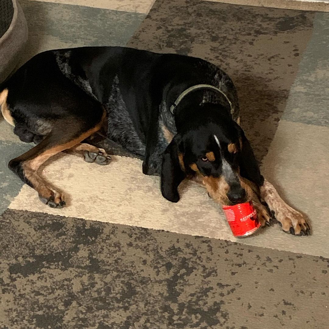 16 Interesting Facts About Coonhounds 10