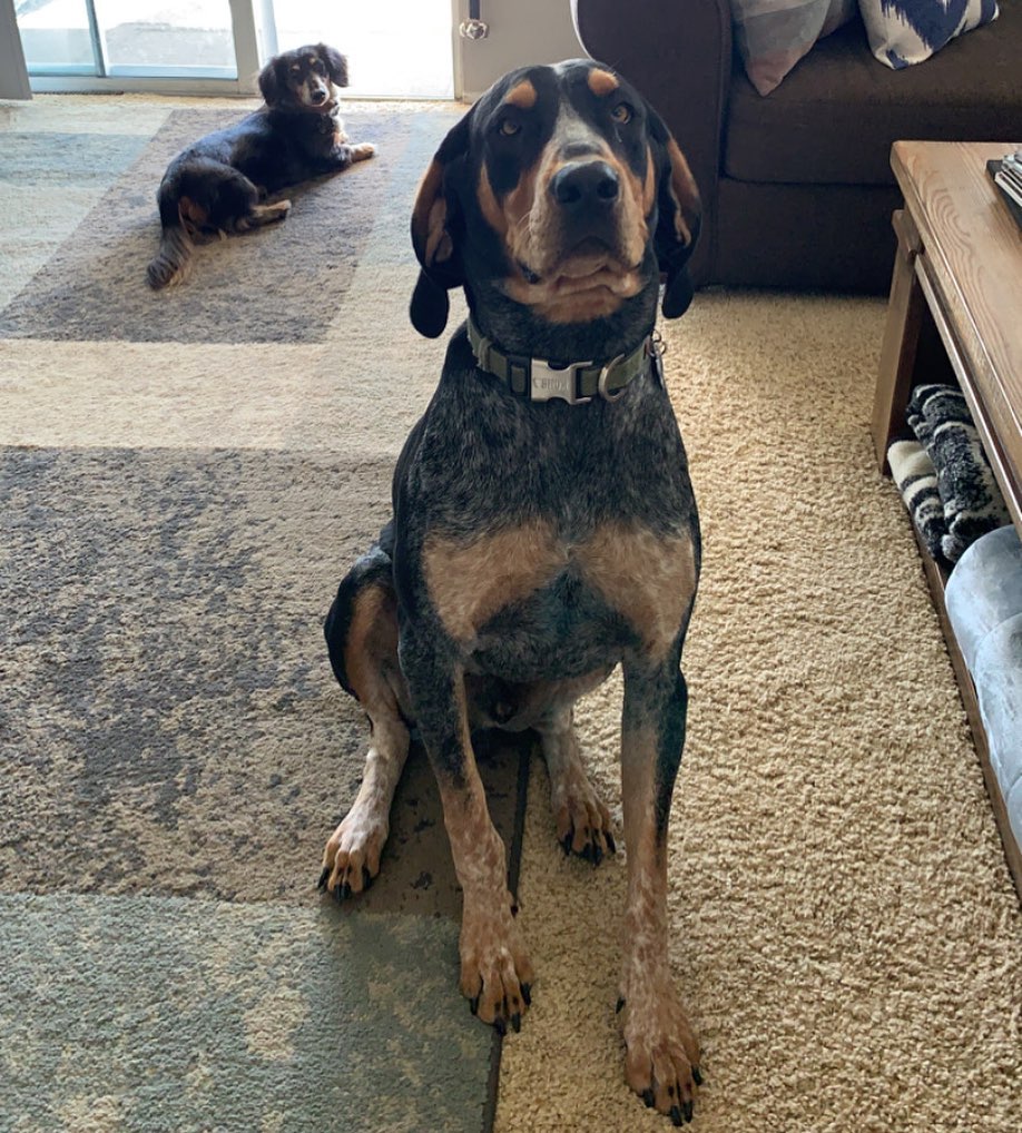 16 Interesting Facts About Coonhounds 11