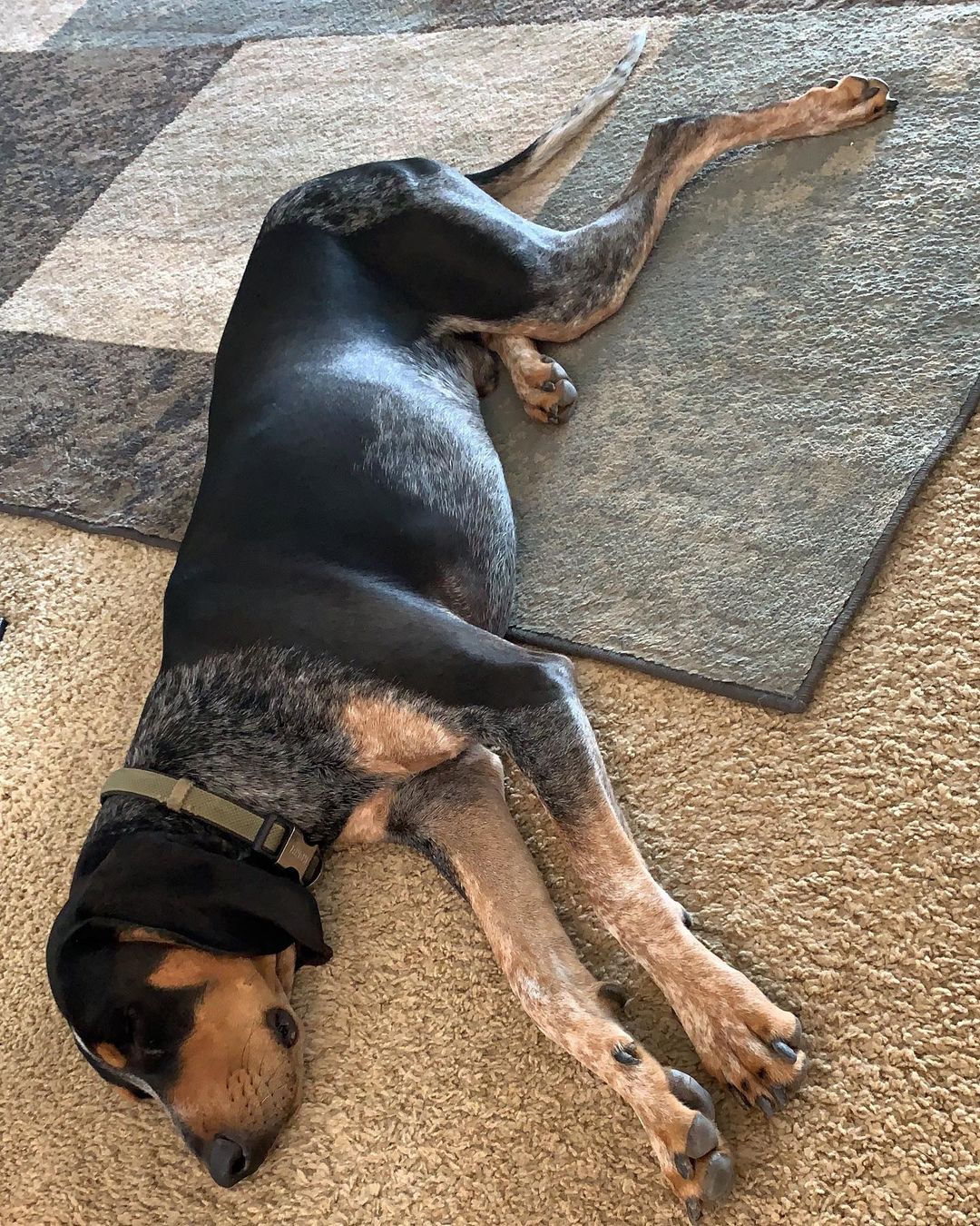 16 Cool Facts About Coonhounds 11 16 Cool Facts About Coonhounds 11