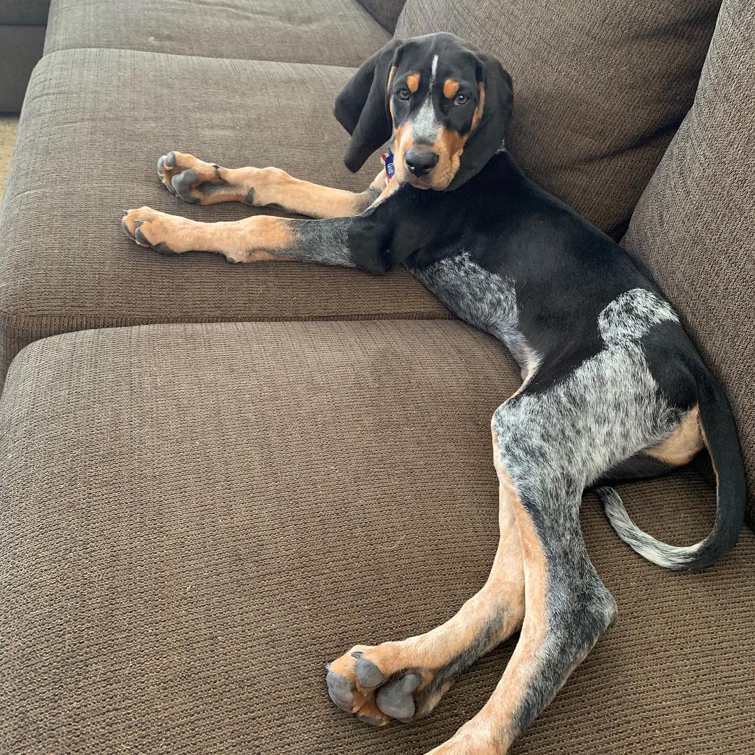 16 Interesting Facts About Coonhounds 9