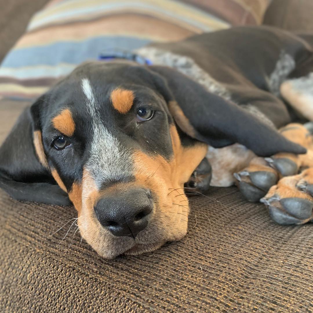 16 Interesting Facts About Coonhounds 10