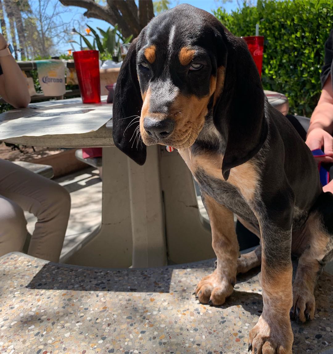 16 Interesting Facts About Coonhounds 11