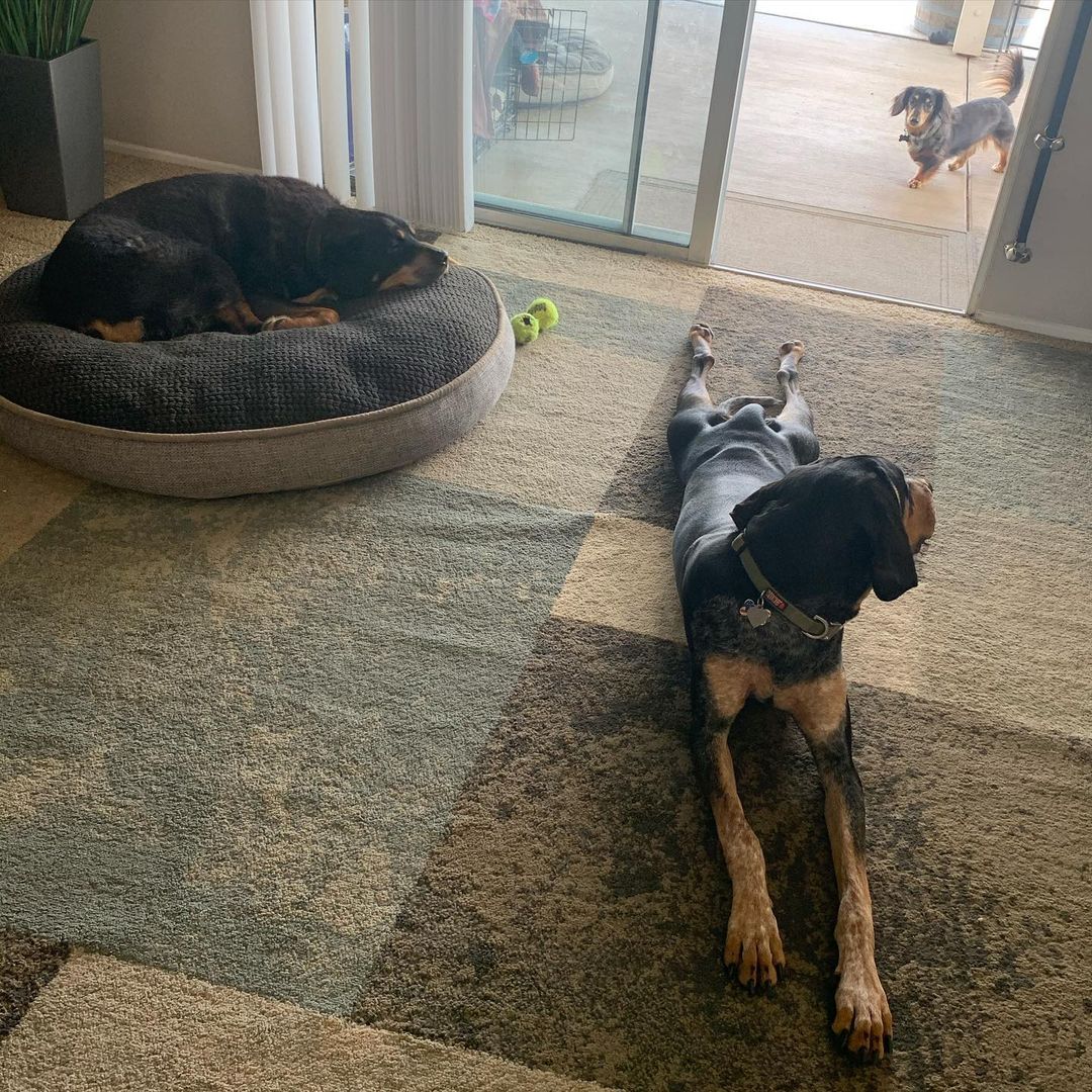 16 Interesting Facts About Coonhounds 9