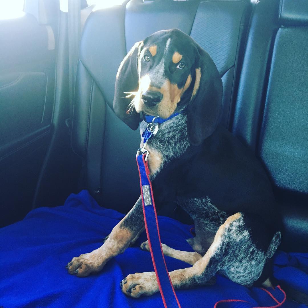 16 Interesting Facts About Coonhounds 10