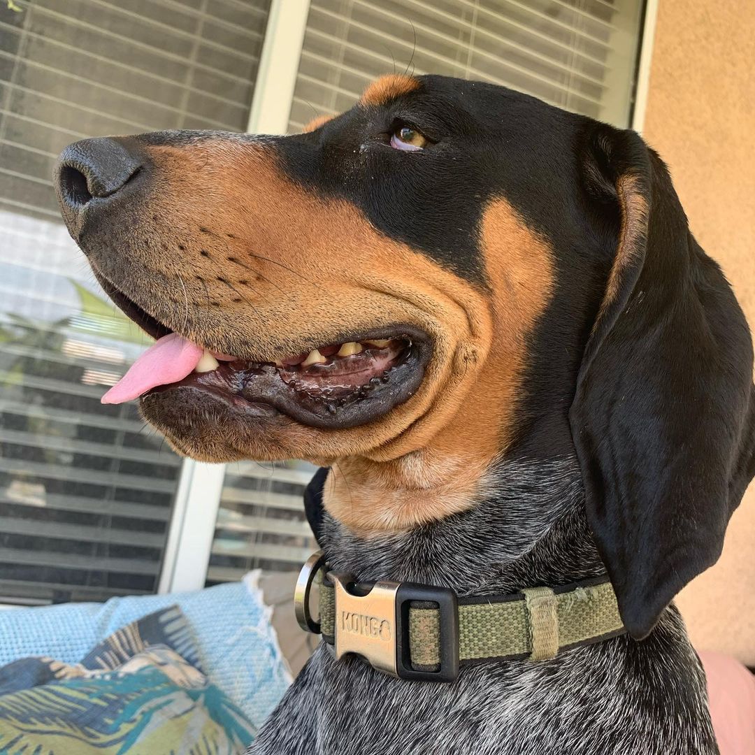 16 Cool Facts About Coonhounds 9